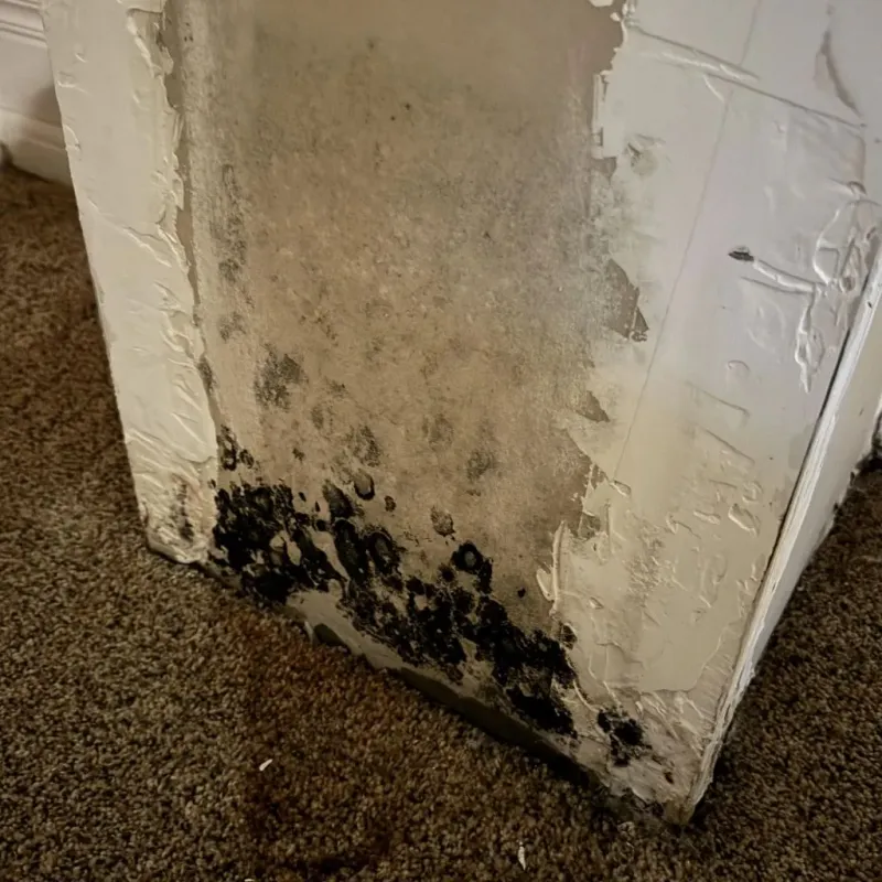 Professional Mold Removal in Marietta, OH